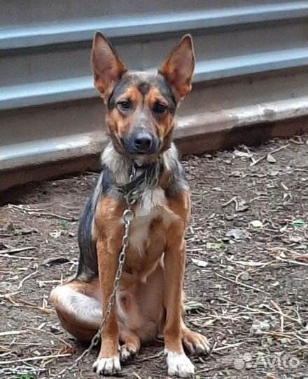 Собака в добрые руки