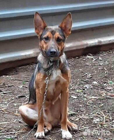 Собака в добрые руки