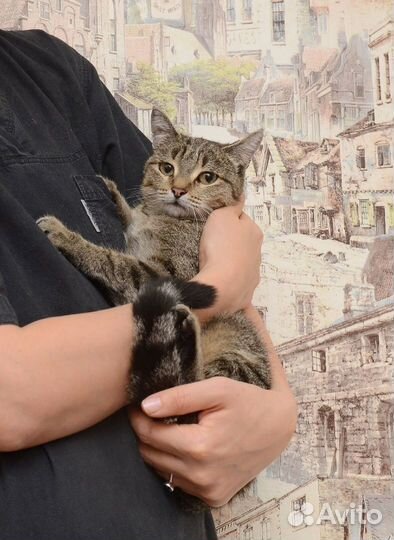 Кошечка в добрые руки