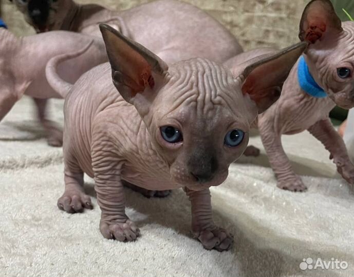 Котята сфинксы