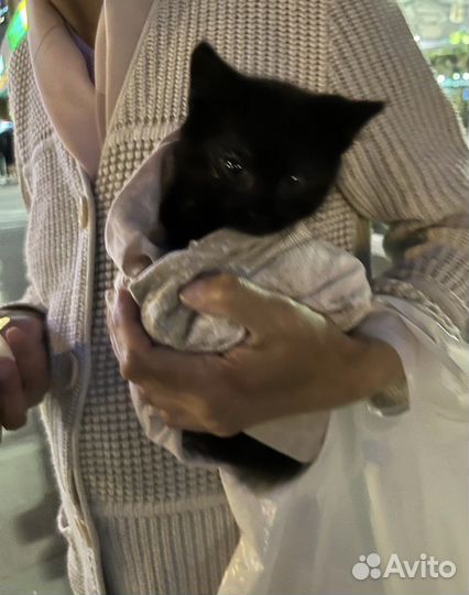 Кот в добрые руки