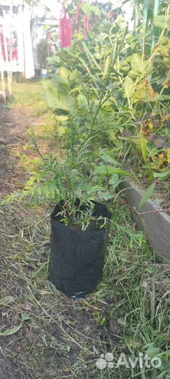 Туя брабант