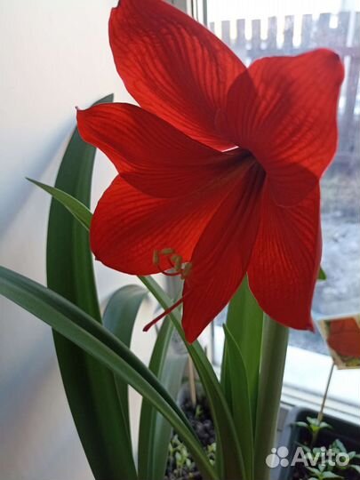 Гиппиаструм