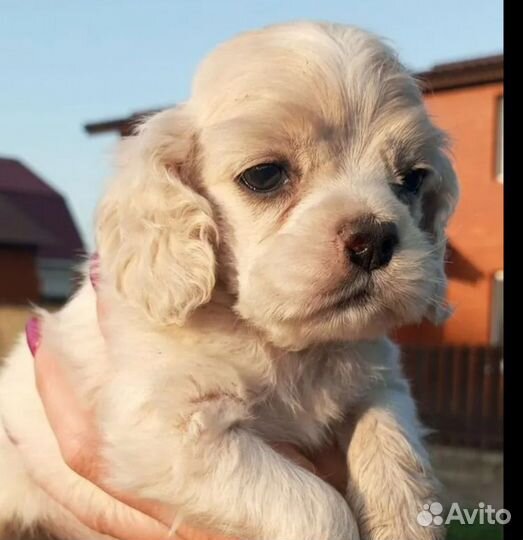Американский кокер щенки