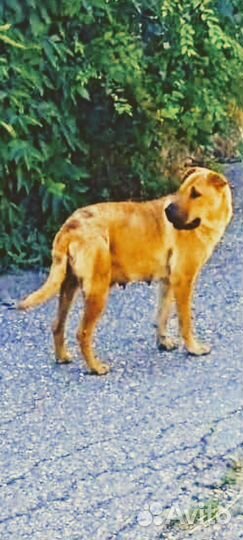 На заброшенной базе найдена метиска шарпейка