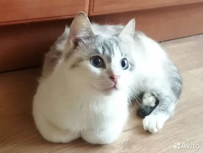 Кошка в дар