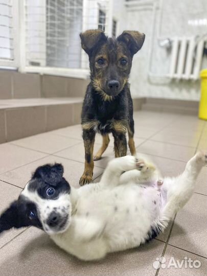 Привитая Рея, щенок, девочка, 4 мес в хорошие руки