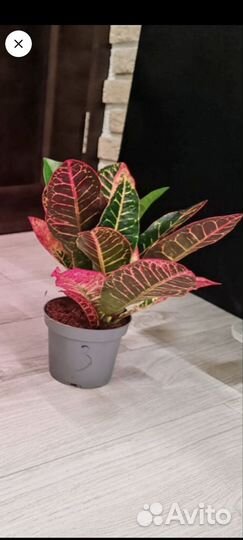 Кодиеум Кротон Петра 2 в 1. 13/30