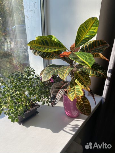 Кодиеум кротон