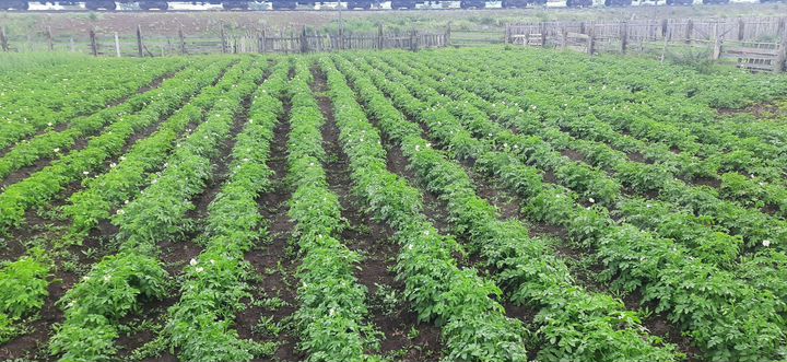 Дом 80 м² на участке 8 сот.