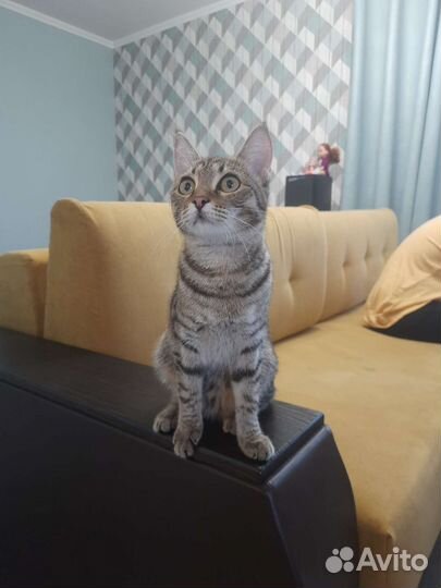 Кошечка 7 мес