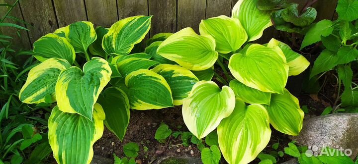 Хосты многолетние