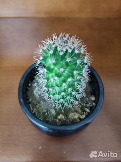 Монстера манки и другие растюшки