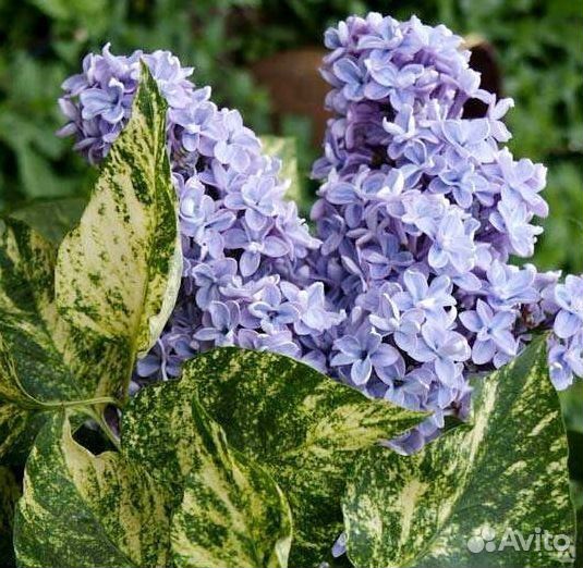 Сирень сортовая разных оттенков