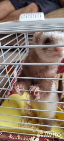 Хорек с клеткой