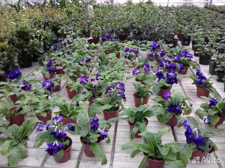 Продажа цветов и овощей