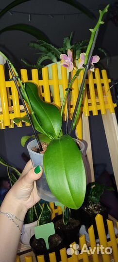 Орхидея мини ароматная