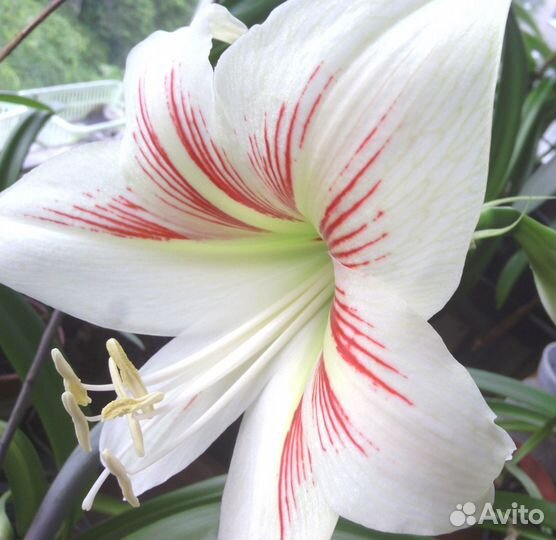 Гиппеаструм амариллис