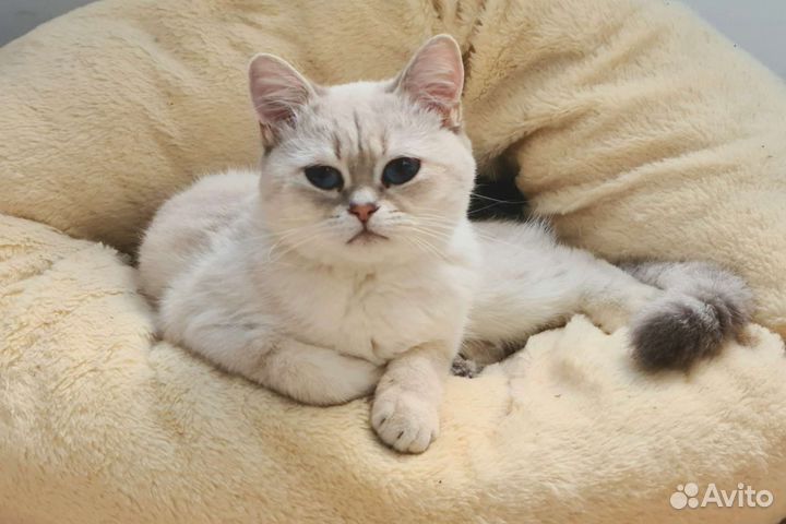 Британская кошка в дар. Резерв