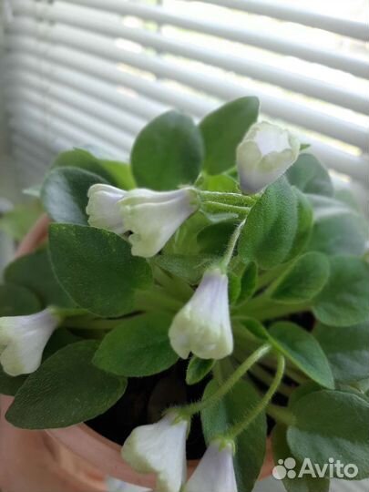 Фиалка Нейтири