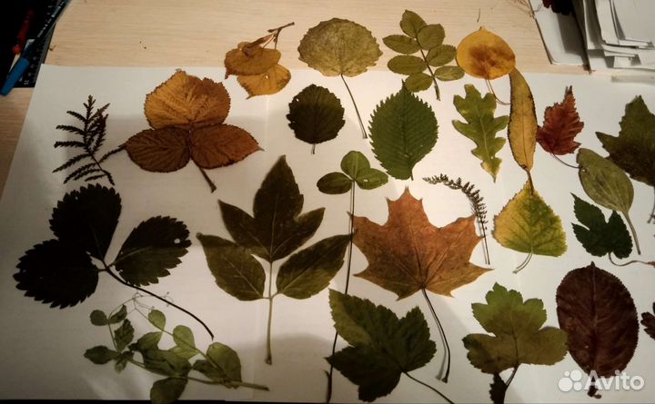 Гербарий школьный ок.Радуга парка