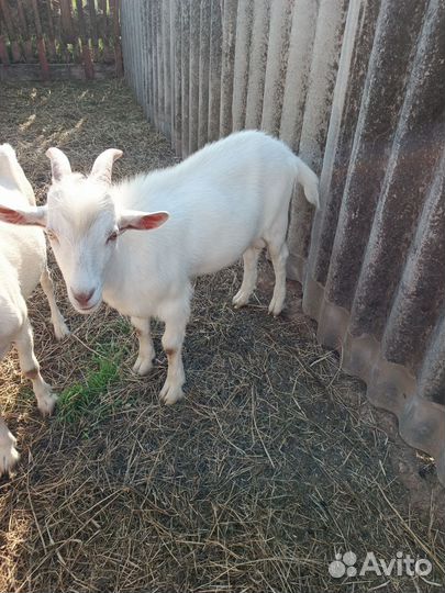 Коза дойная