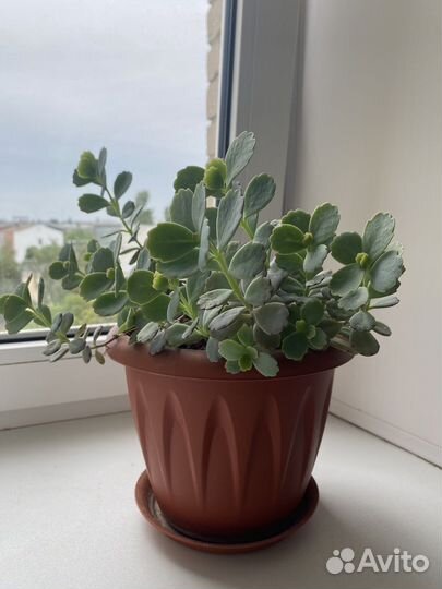 Комнатные цветы каланхоэ