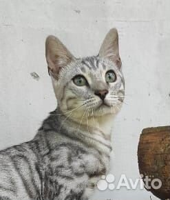Бенгальские котята серебро