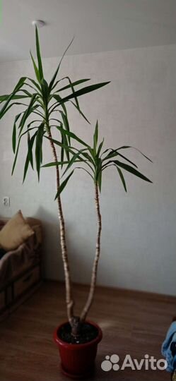 Пальма юкка