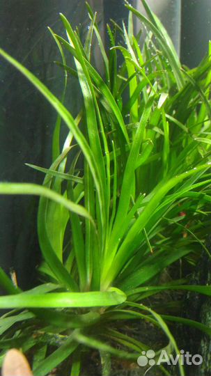 Аквариумные растения