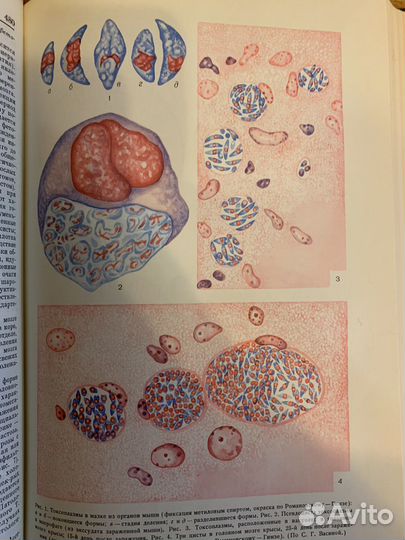 Энциклопедия малая медицинская