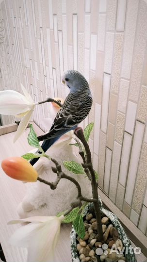 Волнистые попугаи с клеткой