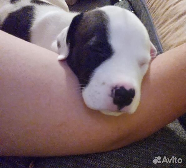 Собака american pitbull sataford