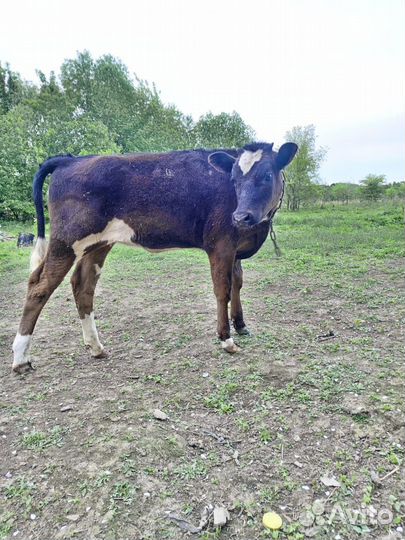 Корова дойная с телëнком