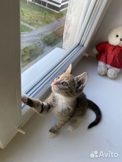 Котята ищут дом