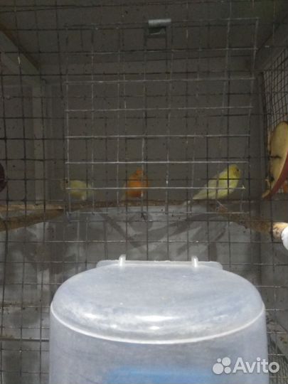 Кенара и канарейки