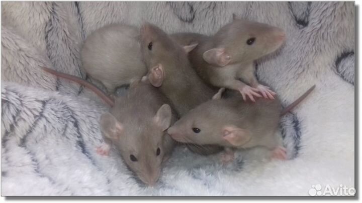 Крысята Дамбо. Крысы шоколадки