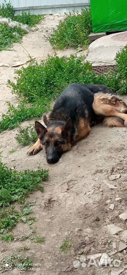 Отдам овчарку