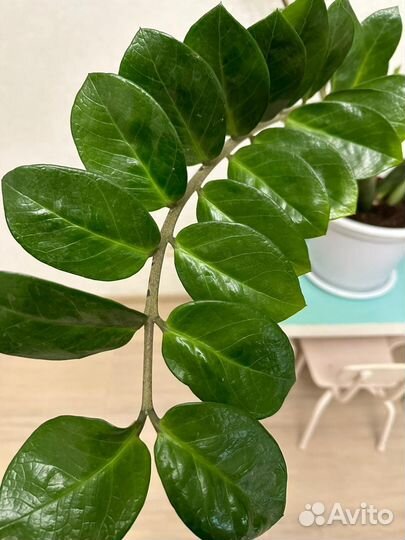 Замиокулькас с горшком