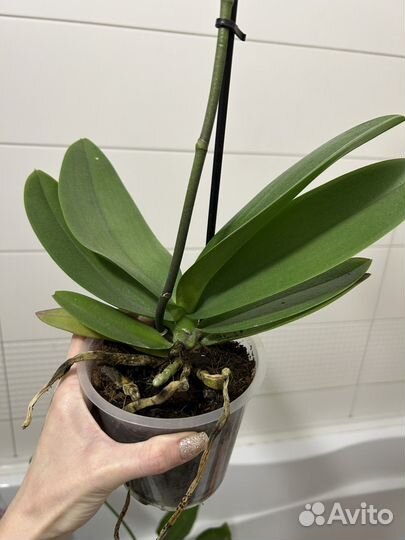 Орхидея отцветает