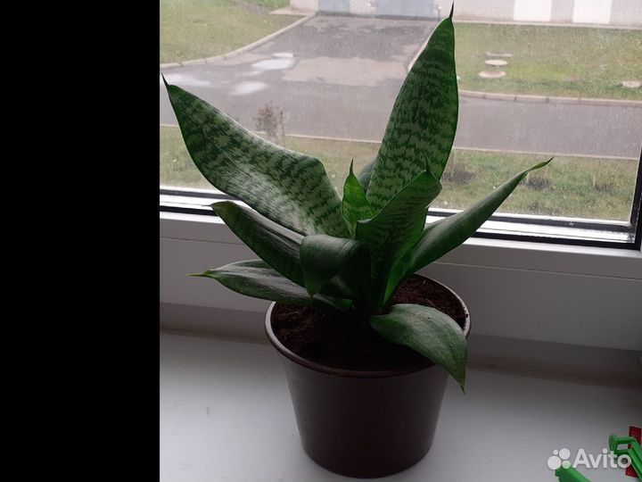 Сансевиерия