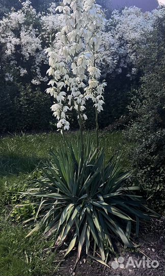 Юкка садовая