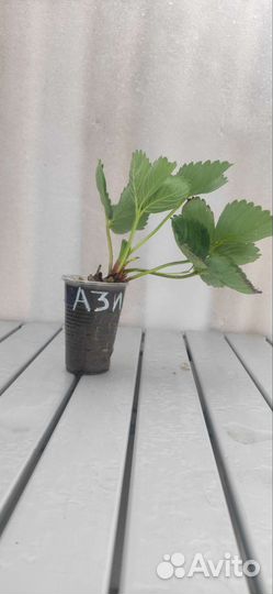 Рассада клубники