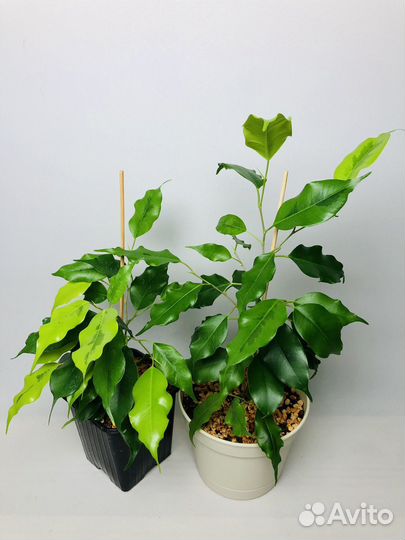 Фикусы бенджамина Голден Моник и Голден Кинг