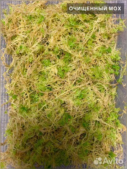 Мох Сфагнум живой
