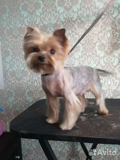 Груминг для собак