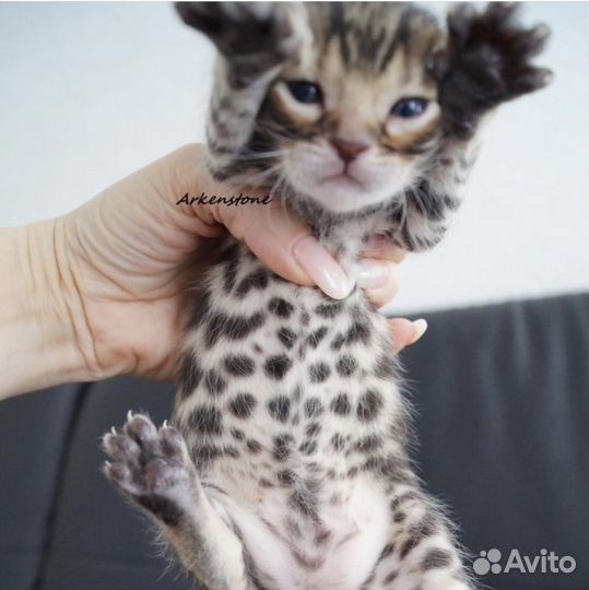 Бенгальские котята
