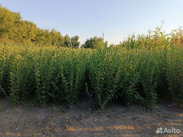 Кизильник блестящий