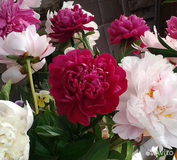 Корни пиона Сара Бернар и другие