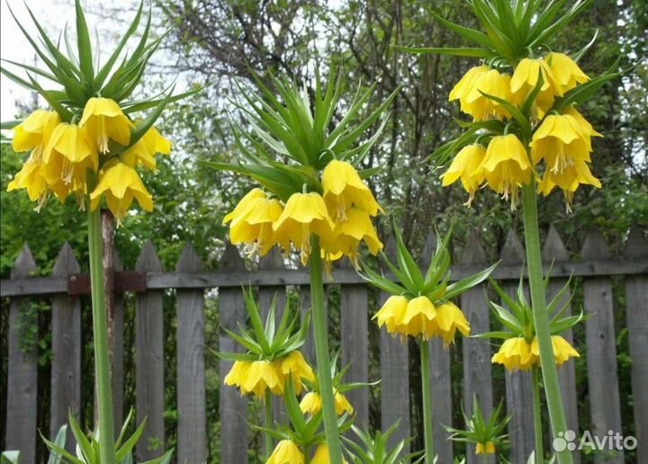 Рябчик императорский желтый 